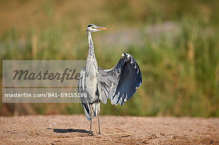 Gray Heron (Grey Heron) (Ardea cinerea) drying a wing, Kruger National Park, South Africa, Africa