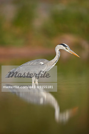 Gray Heron (Grey Heron) (Ardea cinerea), Kruger National Park, South Africa, Africa Gray Heron (Grey Heron) (Ardea cinerea), Kruger National Park, South Africa, Africa