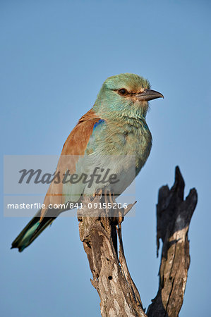 European Roller (Coracias garrulus), Kruger National Park, South Africa, Africa