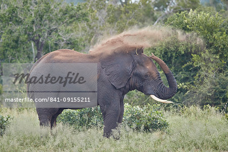 African Elephant (Loxodonta africana) bull dust bathing, Kruger National Park, South Africa, Africa