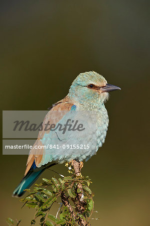 European Roller (Coracias garrulus), Kruger National Park, South Africa, Africa