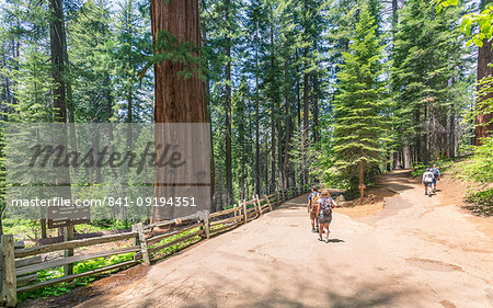 Giant Sequoias, Yosemite Valley, UNESCO World Heritage Site, California, United States of America, North America