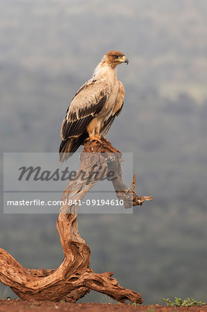 Tawny eagle (Aquila rapax), Zimanga Private Game Reserve, KwaZulu-Natal, South Africa, Africa