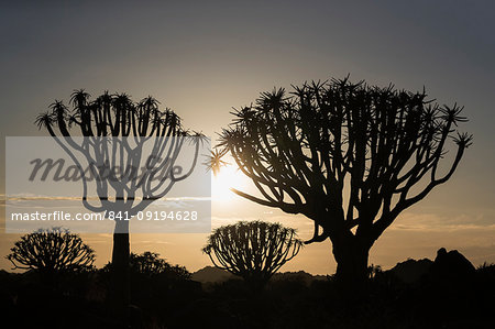 Quiver trees at sunrise (kokerboom) (Aloidendron dichotomum) (formerly Aloe dichotoma), Quiver Tree Forest, Keetmanshoop, Namibia, Africa