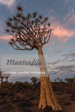 Quiver tree in twilight (kokerboom) (Aloidendron dichotomum), (formerly Aloe dichotoma), Quiver Tree Forest, Keetmanshoop, Namibia, Africa