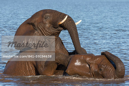 Elephant bulls (Loxodonta africana) playing in water, Zimanga Private Game Reserve, KwaZulu-Natal, South Africa, Africa Elephant bulls (Loxodonta africana) playing in water, Zimanga Private Game Reserve, KwaZulu-Natal, South Africa, Africa