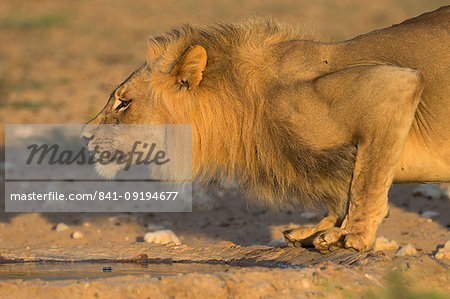 Lion (Panthera leo) male drinking, Kgalagadi Transfrontier Park, South Africa, Africa