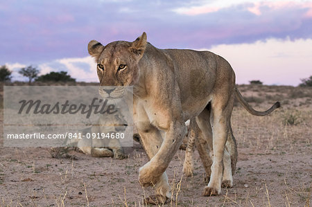 Lions (Panthera leo), Kgalagadi Transfrontier Park, South Africa, Africa