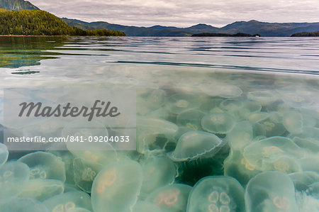Blooming moon jellyfish (Aurelia aurita), Pond Island in Kelp Bay, Baranof Island, southeast Alaska, United States of America, North America