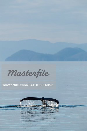 Adult humpback whale (Megaptera novaeangliae), flukes-up dive in Stephen's Passage, Southeast Alaska, United States of America, North America