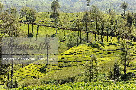 Tea plantations covering the undulating hills in Munnar, Kerala, India, Asia