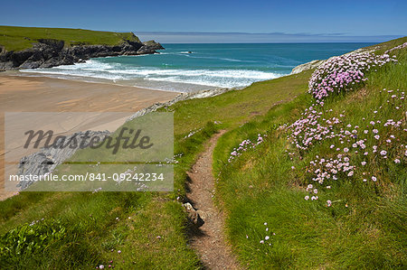 Thrift growing alongside the coastal path above Porth Joke beach near Crantock, Cornwall, England, United Kingdom, Europe