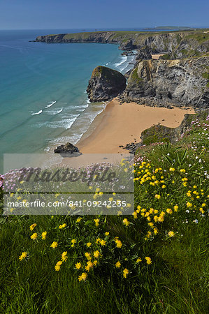 Kidney vetch growing on the clifftops above Bedruthan Steps, Cornwall, England, United Kingdom, Europe
