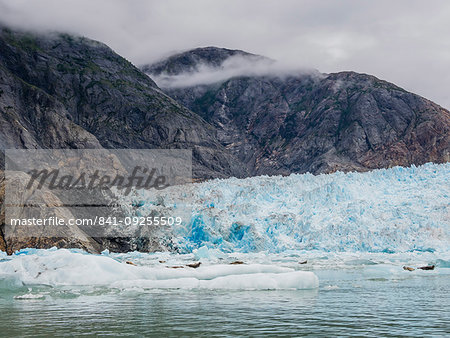 Adult harbour seals, Phoca vitulina, hauled out on ice at South Sawyer Glacier, Tracy Arm, Alaska, United States of America