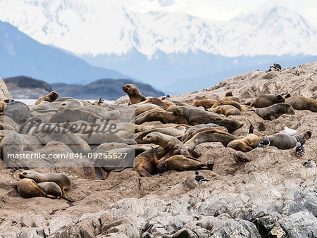 South American sea lions, Otaria flavescens, on a small islet in the Beagle Channel, Ushuaia, Argentina, South America