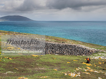 Southern rockhopper penguins, Eudyptes chrysocome, with photographer on Saunders Island, Falkland Islands, South Atlantic Ocean