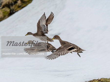 An endemic adult South Georgia pintails, Anas georgica, in flight at Moltke Harbour, Royal Bay, South Georgia Island, Atlantic Ocean