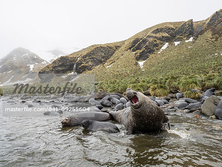 Adult bull southern elephant seal, Mirounga leonina, with female and pup, Gold Harbour, South Georgia Island, Atlantic Ocean