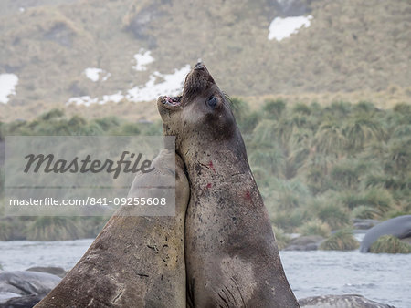 Young bull southern elephant seals, Mirounga leonina, fighting for territory in Gold Harbour, South Georgia Island, Atlantic Ocean