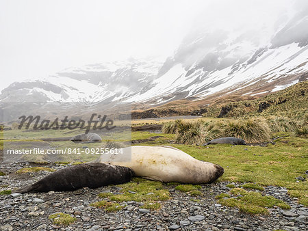 Female southern elephant seal, Mirounga leonina, nursing pup at Fortuna Bay, South Georgia Island, Atlantic Ocean