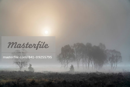 A misty autumn sunrise over Strensall Common Nature reserve near York, North Yorkshire, Yorkshire, England, United Kingdom, Europe