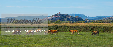 Cattle in field in Posada, Nuoro, Sardinia, Italy, Europe