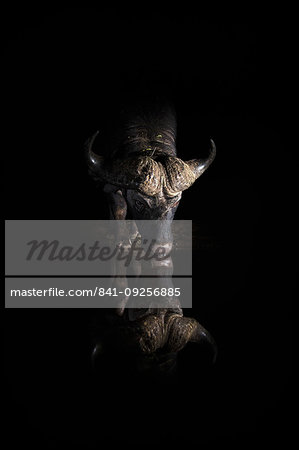 Cape buffalo, Syncerus caffer, drinking at night, Zimanga private game reserve, KwaZulu-Natal, South Africa