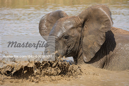 African elephant, Loxodonta africana, bathing, Addo elephant national park, Eastern Cape, South Africa