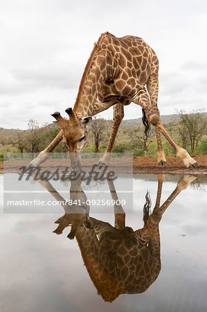 Giraffe, Giraffa camelopardalis, drinking, Zimanga private game reserve, KwaZulu-Natal, South Africa Giraffe, Giraffa camelopardalis, drinking, Zimanga private game reserve, KwaZulu-Natal, South Africa