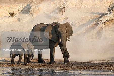 African elephants, Loxodonta africana,  Chobe river, Botswana, Southern Africa