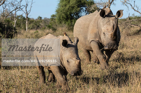 White rhinos, Ceratotherium simum,  iMfolozi game reserve, KwaZulu-Natal, South Africa