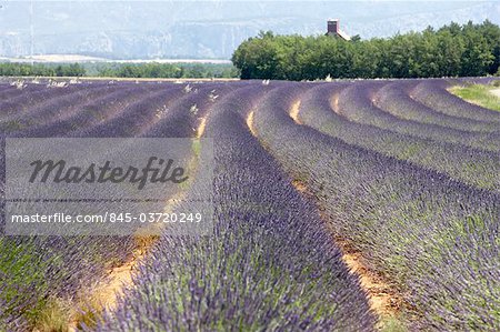 Lavander field, Provence.