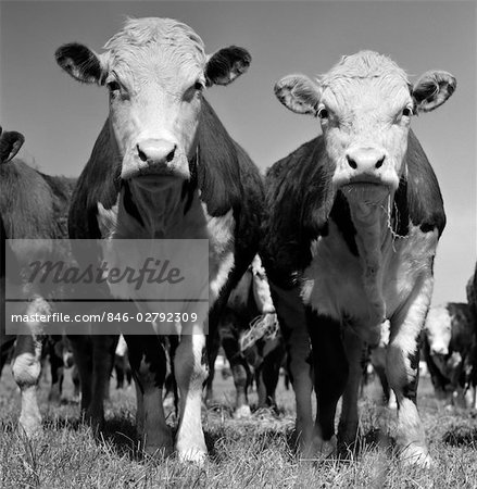2 HEREFORD BEEF CATTLE STANDING LOOKING AT CAMERA EYE CONTACT