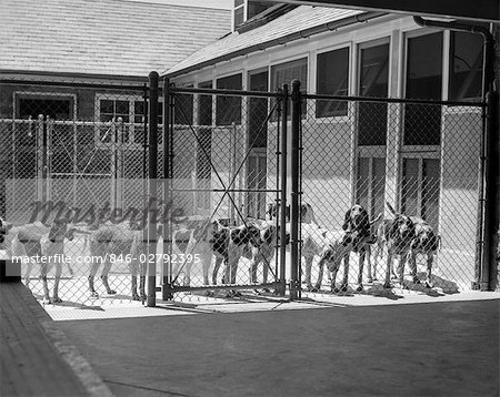 1930s KENNEL YARD FULL FOX HOUND FOXHOUNDS DOGS WIRE FENCE CAGE KENNELS HUNTING DOGS BREED
