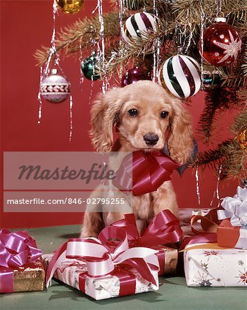 1960s SPANIEL DOG PUPPY WEARING A RED BOW CHRISTMAS PRESENT UNDER TREE