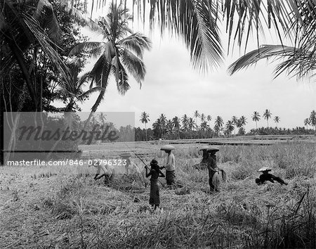 1920s 1930s 7 BALINESE WORKERS IN RICE PADDY DURING HARVEST HARVESTING FARM FARMING AGRICULTURE BALI INDONESIA