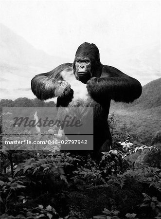 1940s STUFFED GORILLA Gorilla gorilla TOWERING ABOVE JUNGLE BEATING CHEST IN DIORAMA