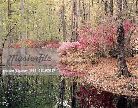 Cypress Gardens Charleston Sc Stock Photo Masterfile