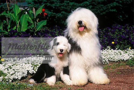 Old English Sheepdog Stock Photo, Royalty-Free