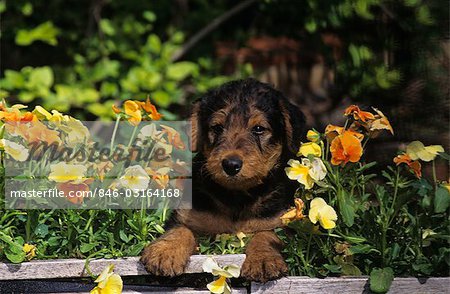 AIREDALE TERRIER PUPPY WITH PAWS ON TOP OF FLOWER BOX