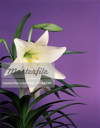 WHITE EASTER LILY WITH PURPLE BACKGROUND