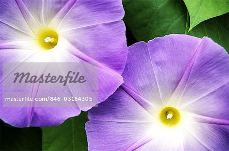 TWO MORNING GLORY FLOWERS