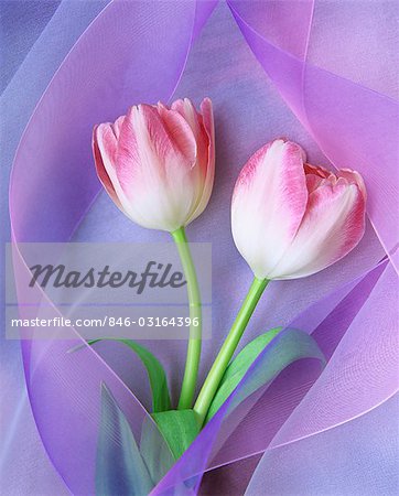 PINK AND WHITE TULIPS AND PURPLE RIBBON