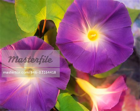 CLOSE-UP OF TWO MORNING GLORY FLOWERS