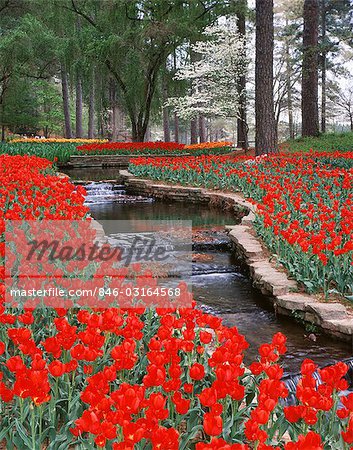 RED TULIPS AND BROOK IN HODGES GARDENS, MANY, LA