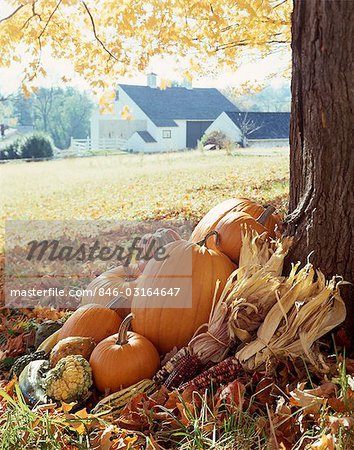 1970s GROUPING OF AUTUMN VEGETABLES AT BASE OF FARM TREE