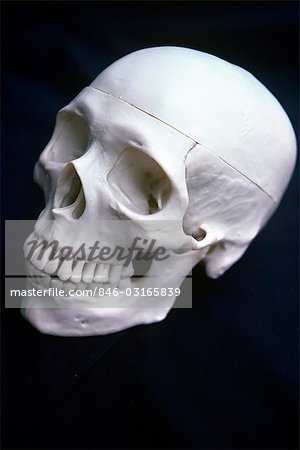 SKULL HUMAN HEAD ON BLACK BACKGROUND SKELETON BONE BONES SKULLS HEADS DEATH ANATOMY SCARY SMILE TEETH