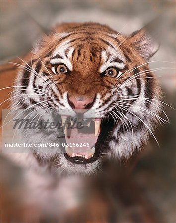 FACE AND FANGS OF GROWLING ROARING TIGER