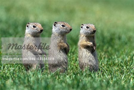 THREE BABY UINTA GROUND SQUIRRELS SITTING IN LINE YELLOWSTONE NATIONAL PARK WY