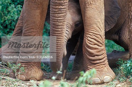 ELEPHANT BABY PEERING OUT FROM BETWEEN MOM'S LEGS KENYA, AFRICA